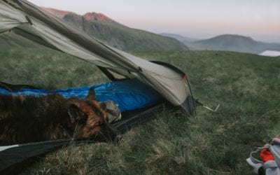 Tips for a Safe Camping Trip with Your Pet