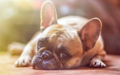 Myths About Pet Heartworm Disease