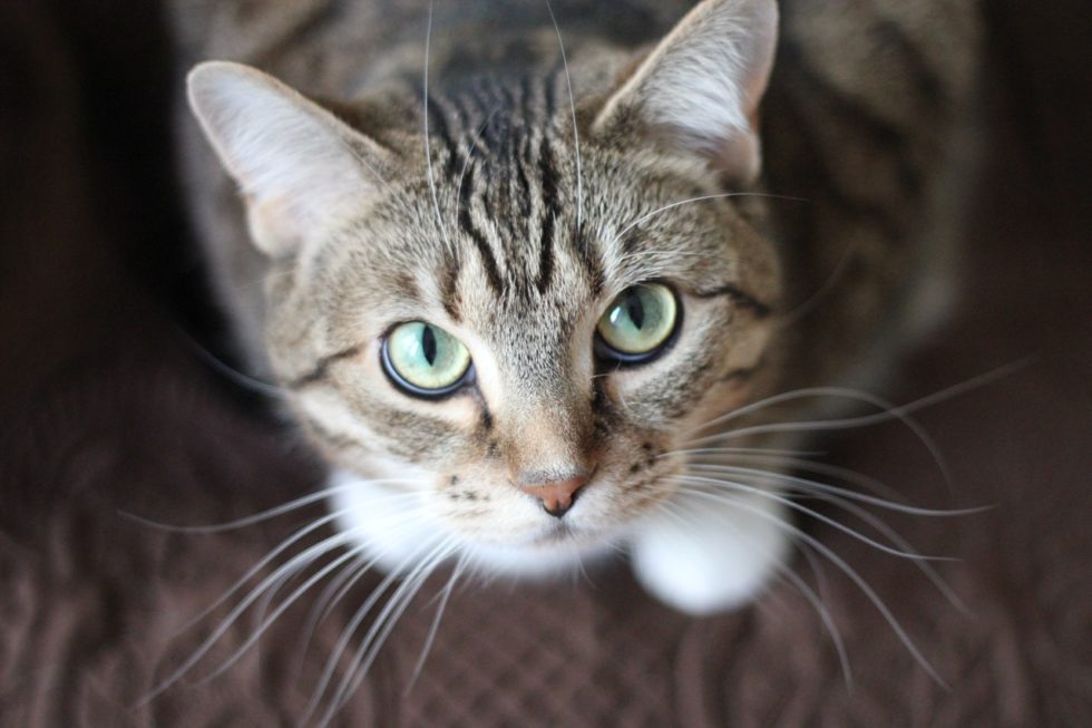 How To Get Your Cat To Feel Comfortable At Home Chester Animal Clinic