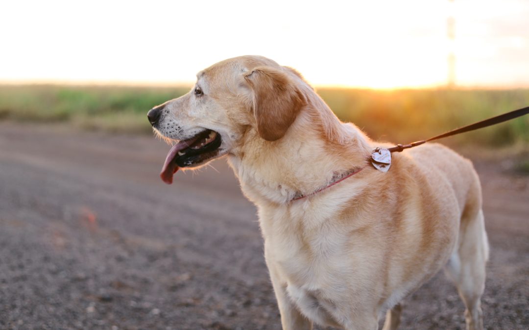 A Guide to Dog Walking Safety