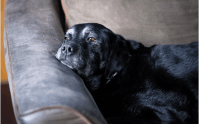 4 Ways to Prepare for When Your Pet Passes Away