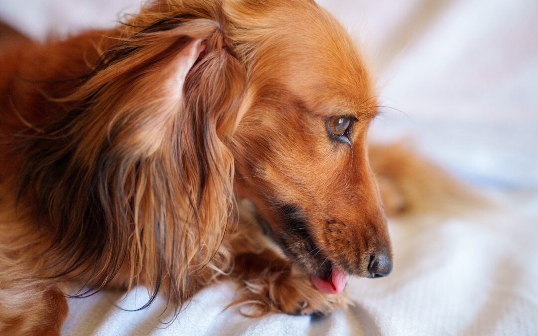 A Comprehensive Guide to Identifying, Treating, and Preventing Hot Spots in Pets
