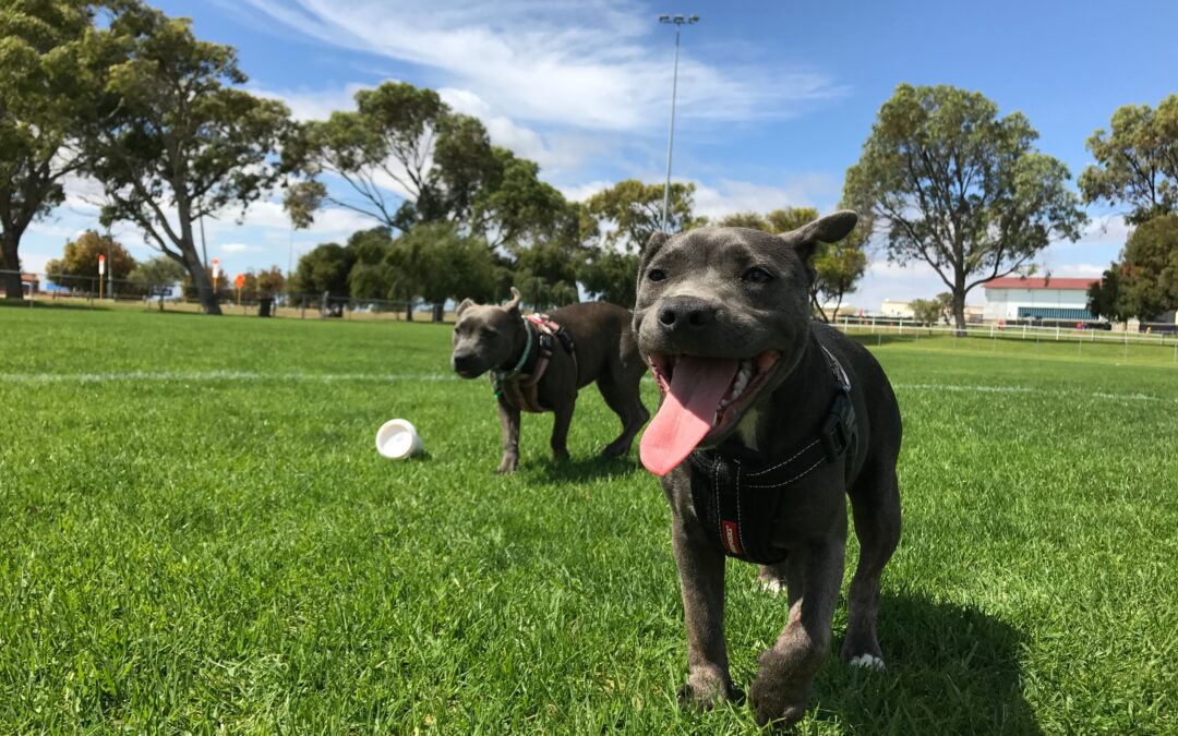 Two gray pit bulls running in the park