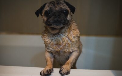 Picking the Correct Shampoo for Your Dog’s Skin and Coat Maintenance