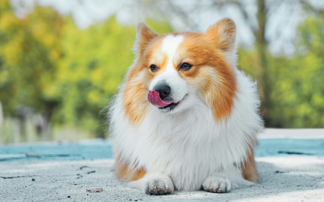 Fluffy tan and white Corgi laying down licking lips