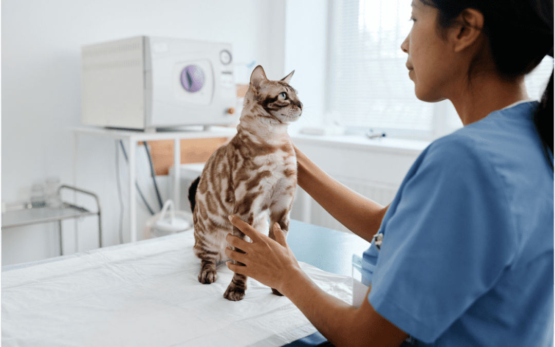 Bengal cat sitting on table looking up at a female veterinarian