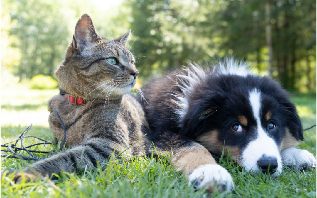 Cat and dog lying on the grass next to each other