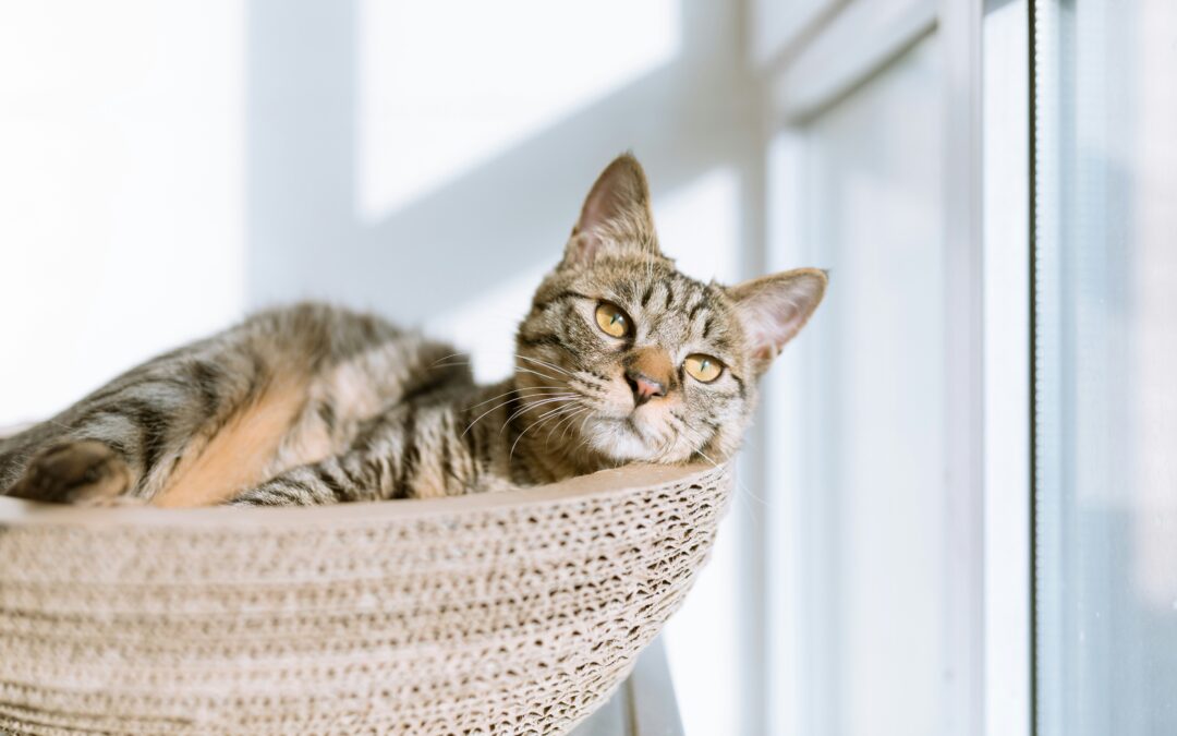 A tabby cat with yellow eyes lounges in a woven basket by a window