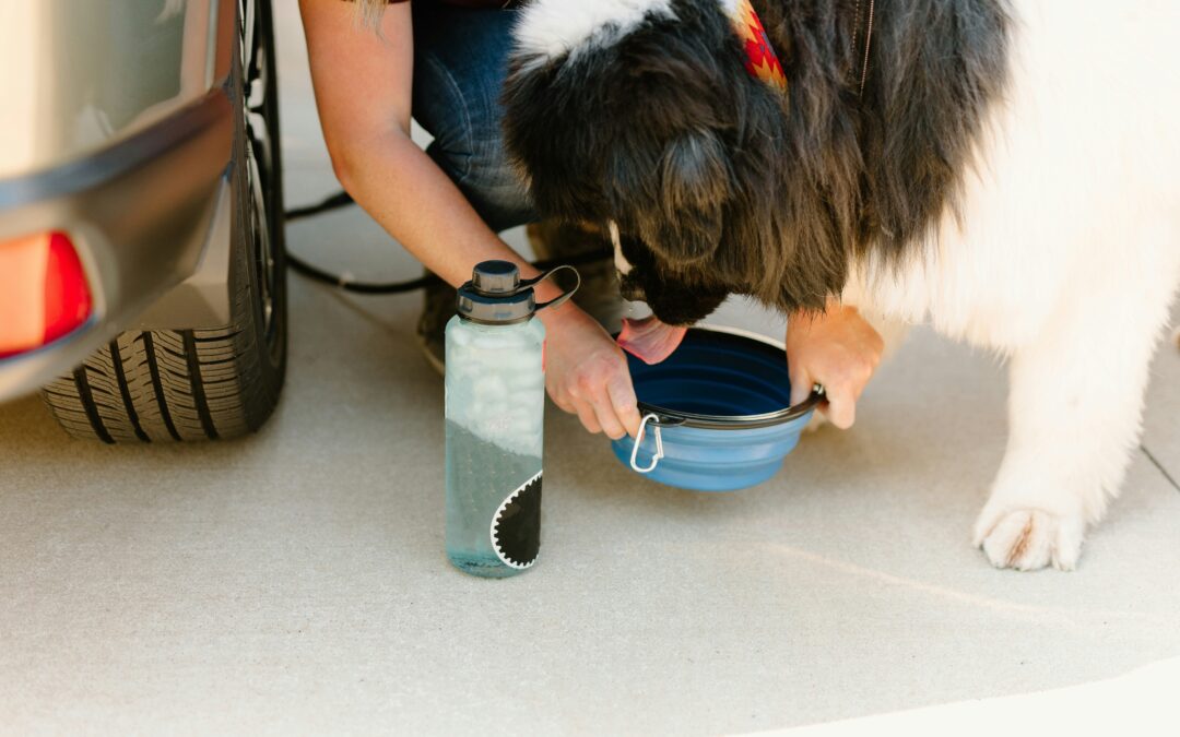 Summer Pet Hydration Tips Every Pet Parent Needs