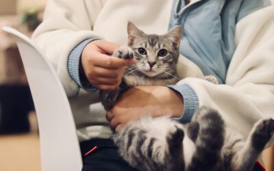Preventative Lab Work: The Hidden Hero of Pet Wellness